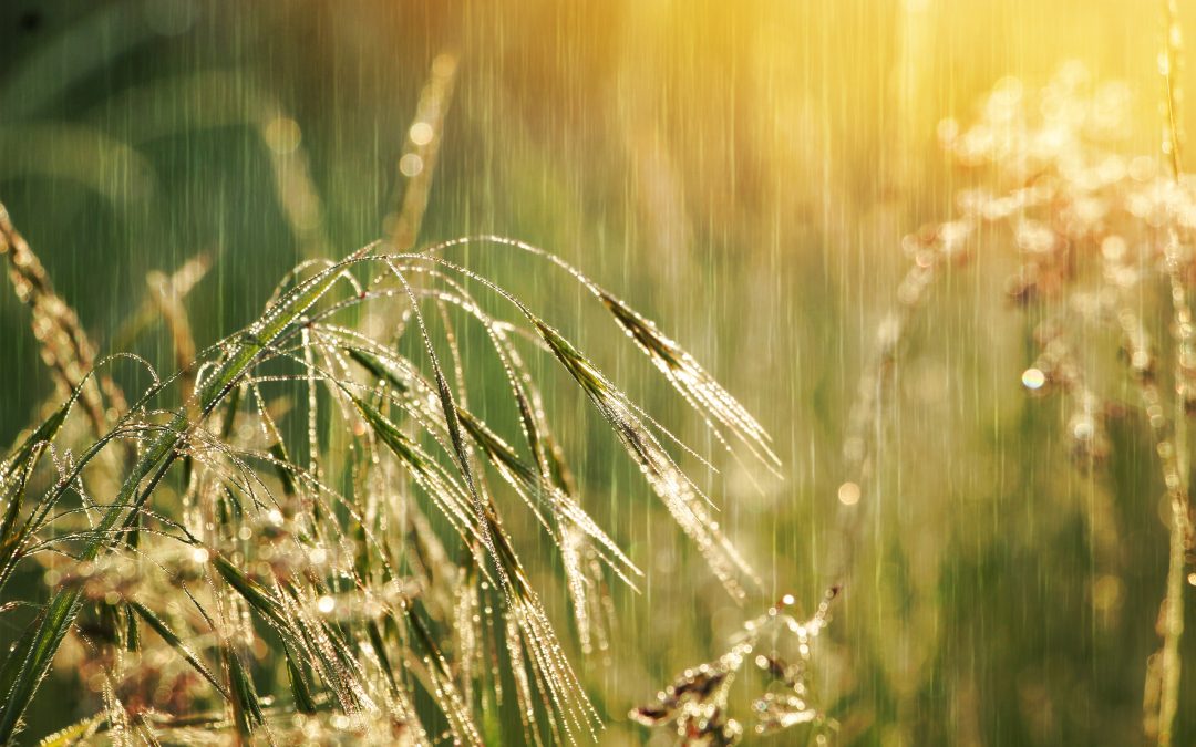 Rainy Day? Indoor and Outdoor Tips